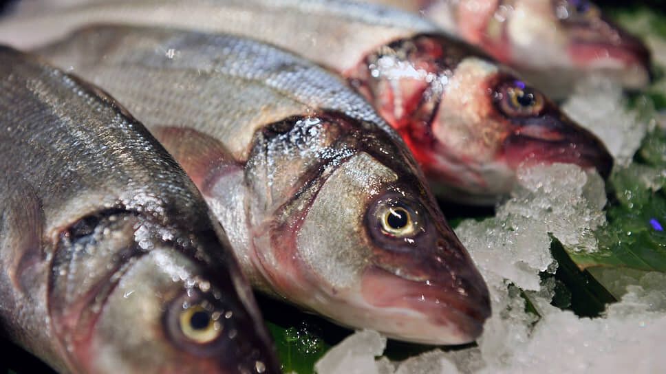 Уникальный сибас: акваферма в Ленобласти делает шаг в будущее