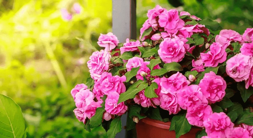 Цветок бальзамин: уход и особенности