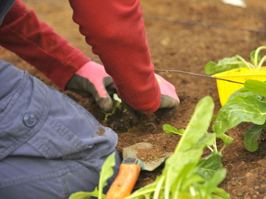 Как зимнее планирование огорода помогает в будущем: секреты успешного севооборота