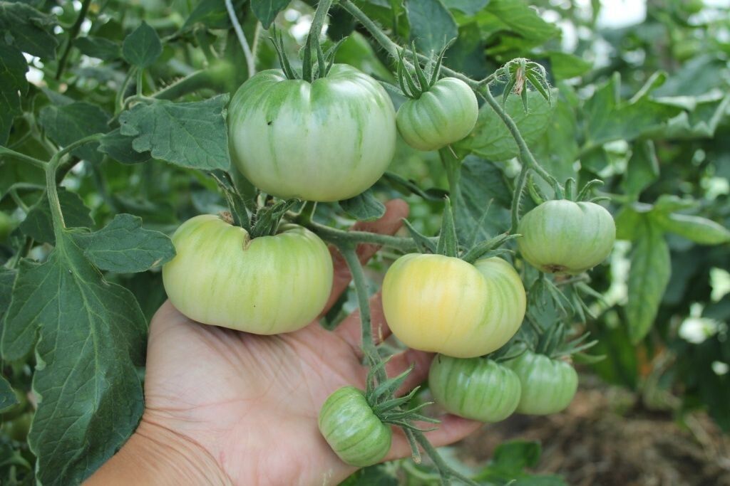 Как распознать спелость зеленоплодных овощей: томаты, перцы и баклажаны