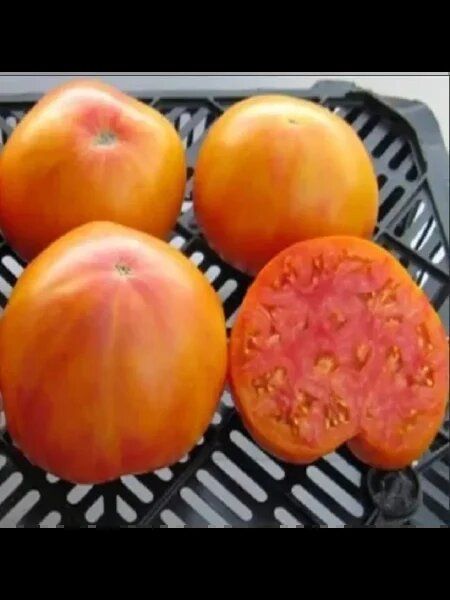 Томат Старое пламя: яркие плоды и секреты успешного выращивания