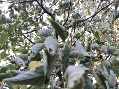 ��� ��������� ���������� ���� �������� � ������� ���������: ����������� ����������� ���������