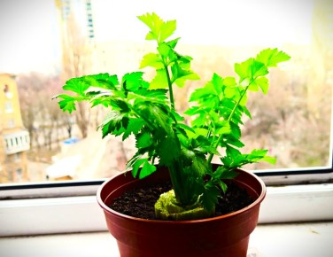 Создайте свою зелень зимой за минимальные средства