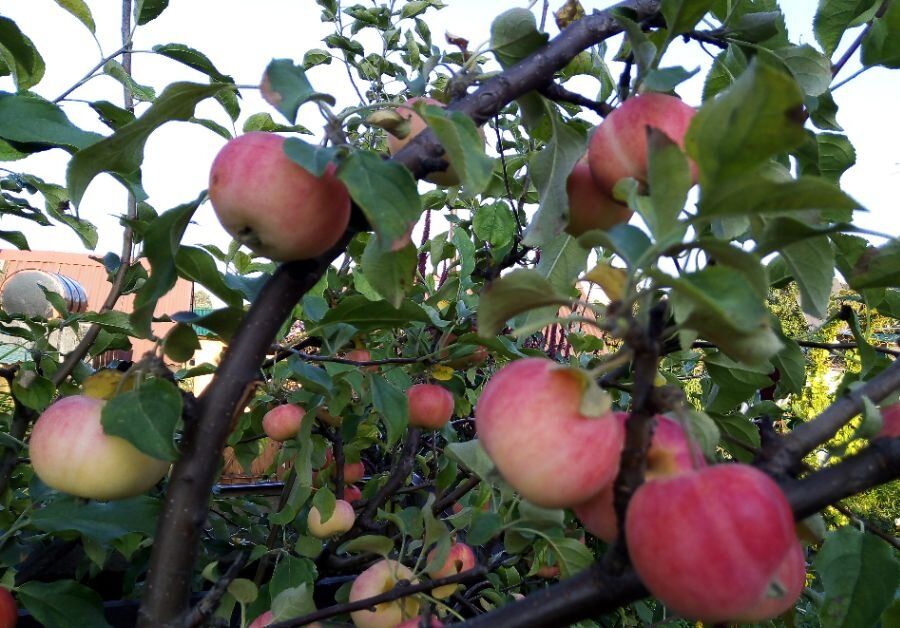 ������������ �������: ������� �������� ��� ������� ����������