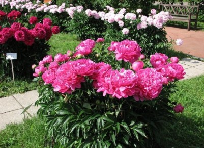 ��� ���������� � ���������� �������� �� ������