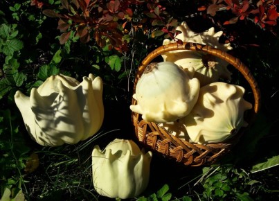 ��� ���� ������ ��������: ������������ ������������ �����