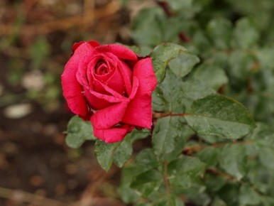 ��� ������ ���: ������� ����� �� ������ � �������� ����������� �����