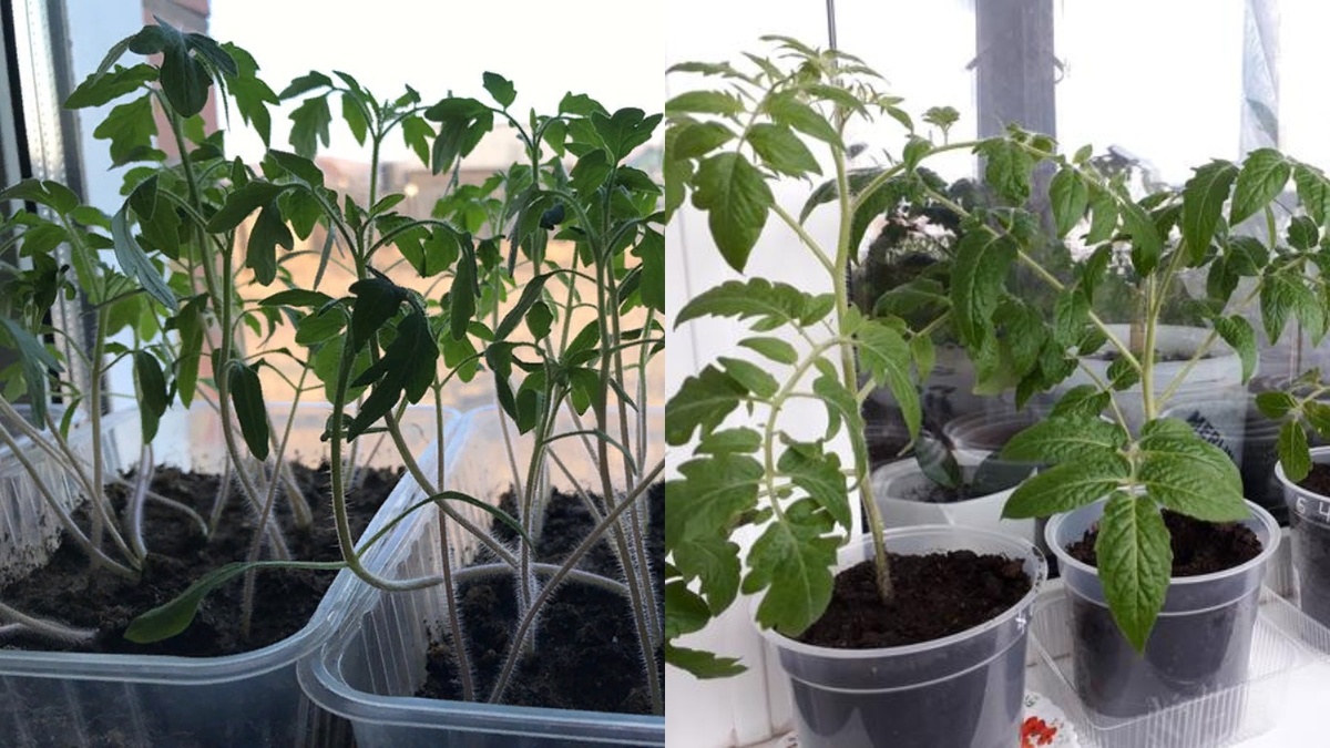 Избавление от перерастания рассады томатов за пять дней