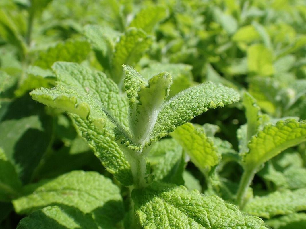 ����: ��� �������� ������� ��������� �� ������� � ����� ������ �������� ��������