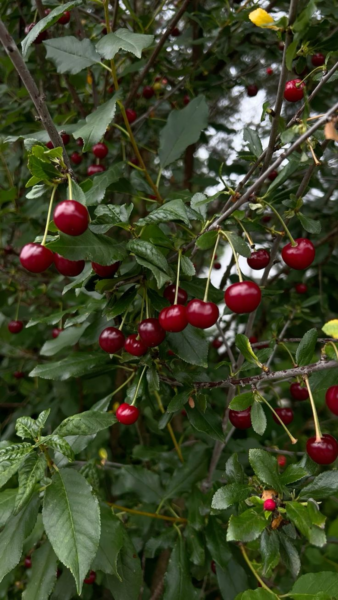 Уход за вишней и черешней в августе: залог успешного будущего урожая