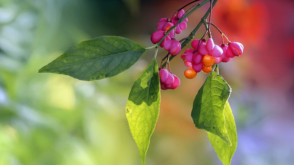 ������� ����������: ��� �������� ������� � ��� ���