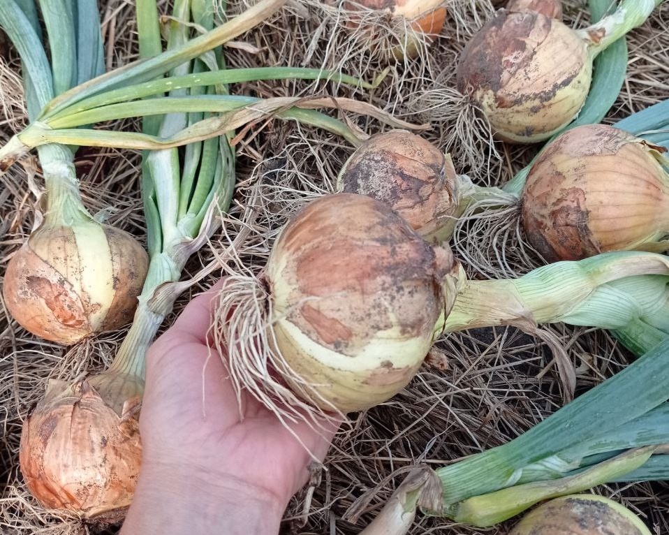 Забота о луке и чесноке: ключевые шаги перед посадкой