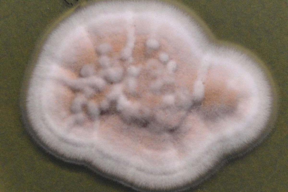 Почвенные грибы: от леса к медицине — как мицелий меняет будущее здоровья