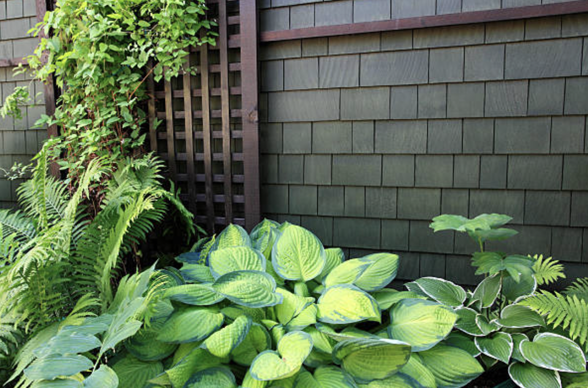 Как вырастить плоды в тени: идеальные культуры для затенённых участков