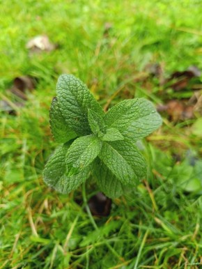 �������� ����: ��������� ���� ������