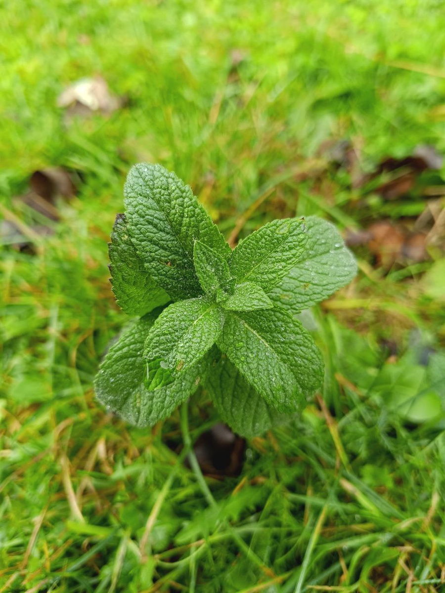 Весенний вкус: последняя мята сезона