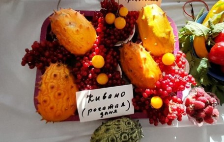 Кивано в бочке: неожиданный эксперимент хабаровчанина с экзотикой