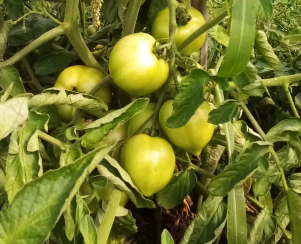 Как помочь помидорам: советы по ускорению созревания