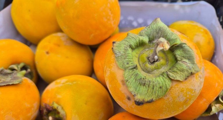 ������������ ������ ������� ���������� ����� � ����������