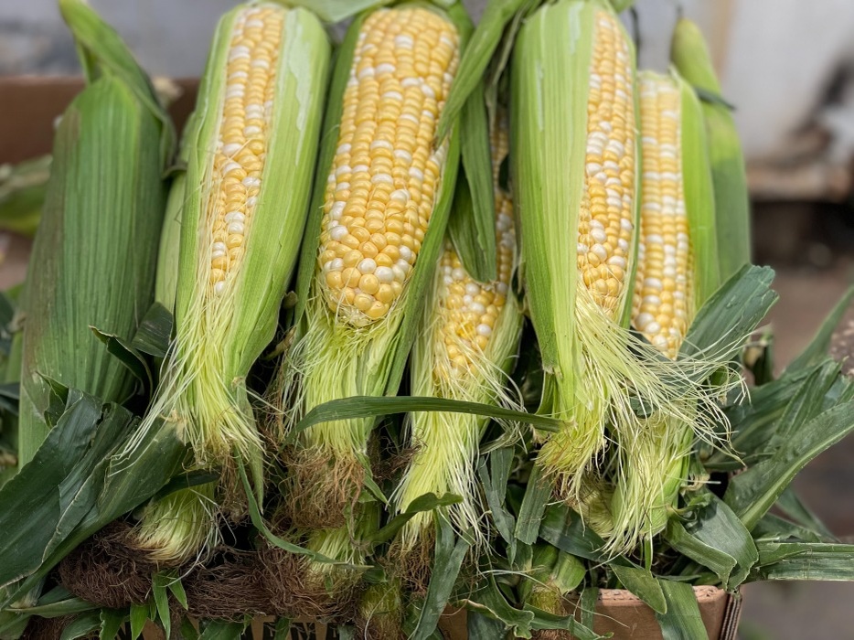 Идеальная вареная кукуруза: секреты сочности и сладости
