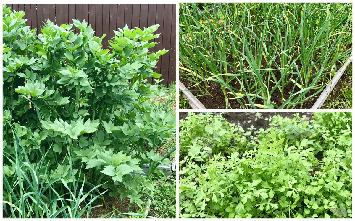 Как создать ароматные кубики для супов и соусов