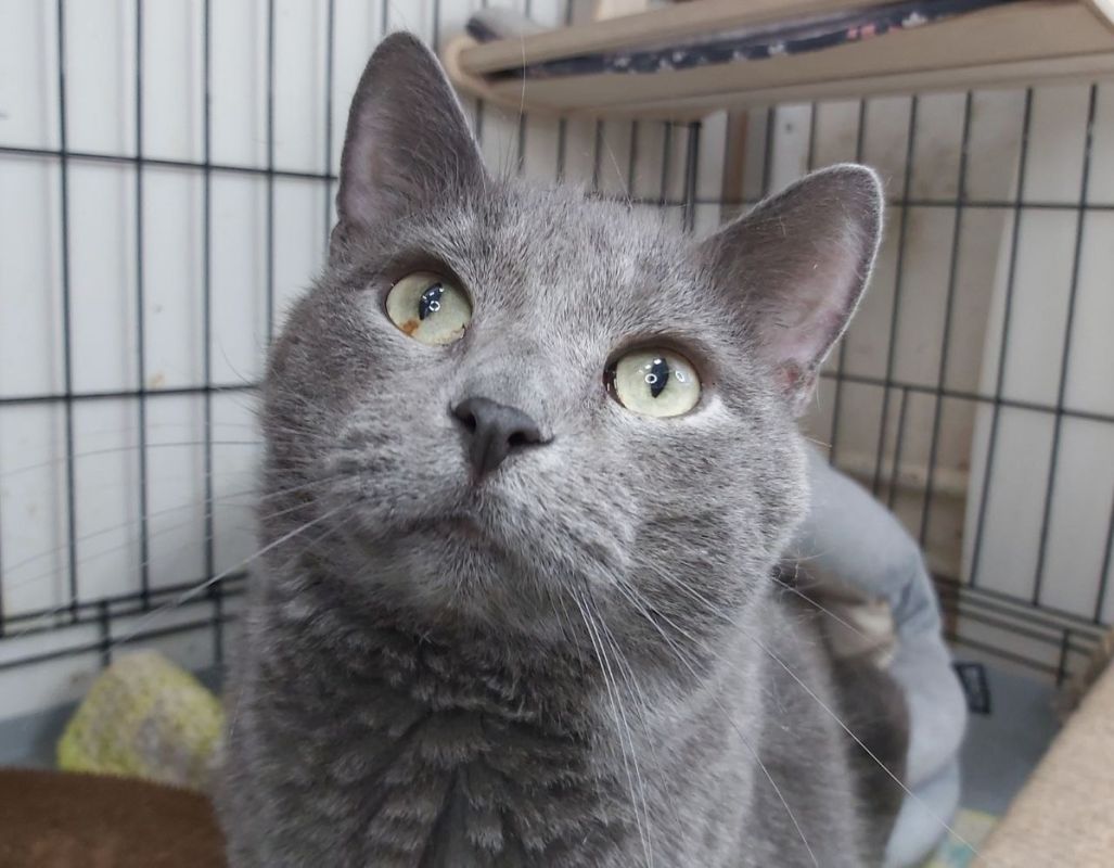 ������ �� ���������: �������� ����� �������