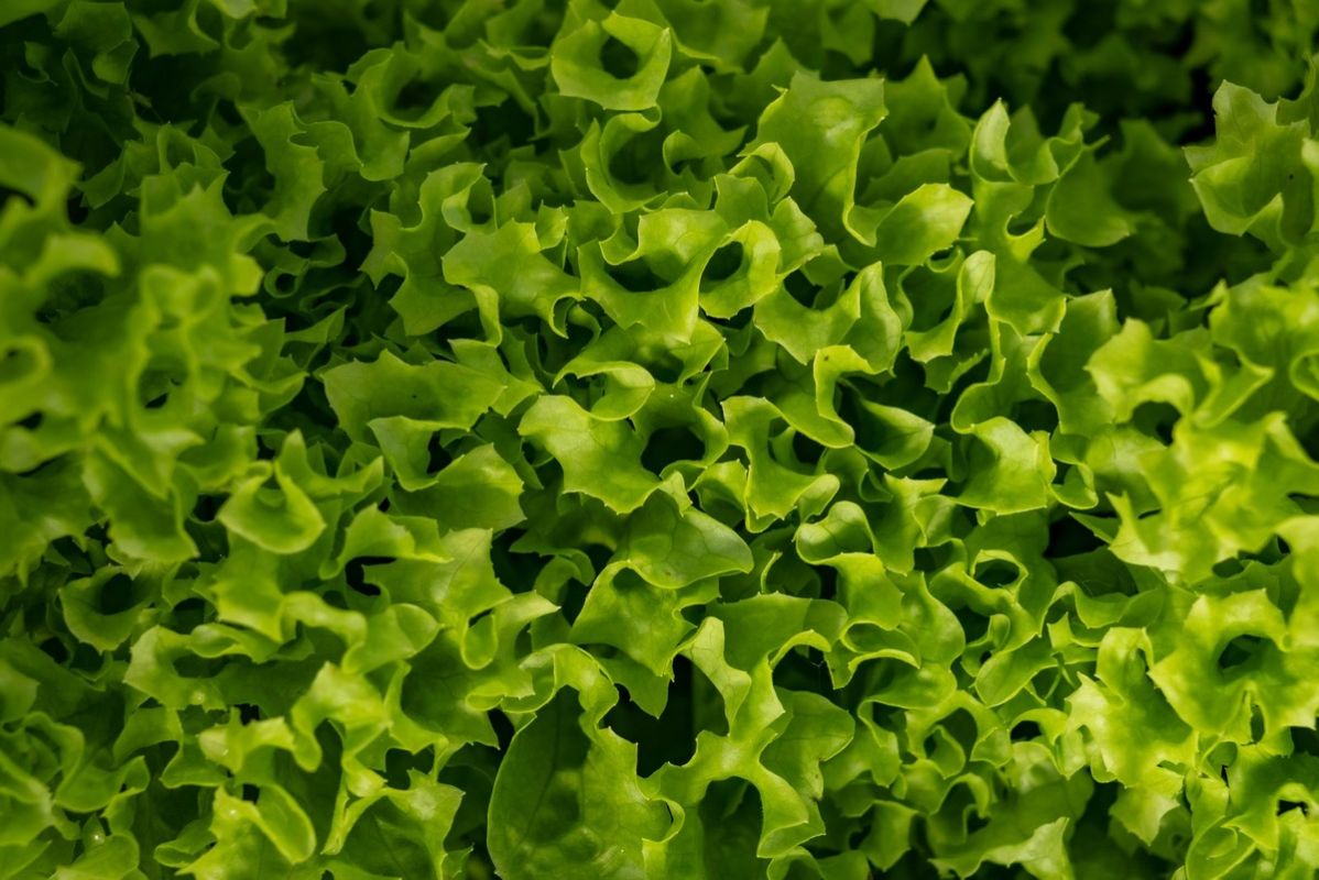 ������� ���������� ����� ������: ������ ���������