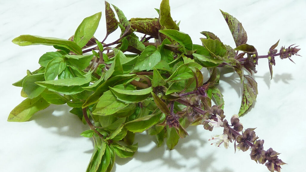 Тайны сушки базилика: от свежих листьев до ароматной приправы