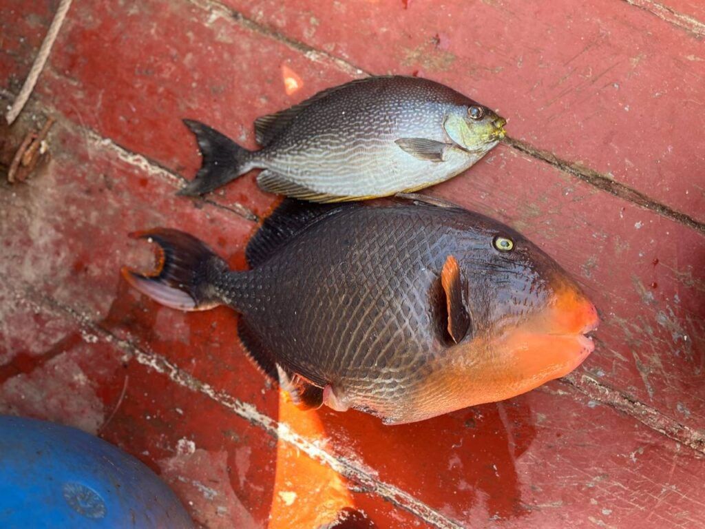 �� ������� ������� ����� ����� 284 ���������� � ����� ���� 160 ��������� ������