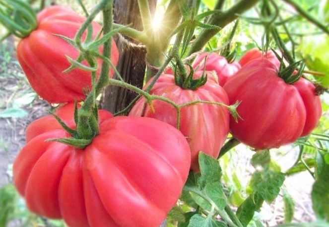 ����� ��������� ������ ������� ��� ������ �������