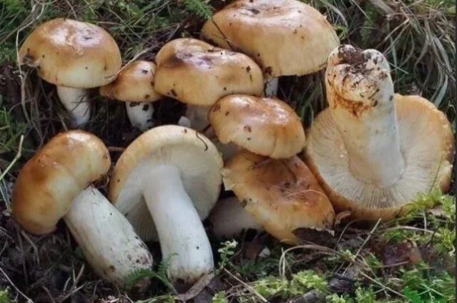 ����� �� ����: ���������� ������� � �� ��������