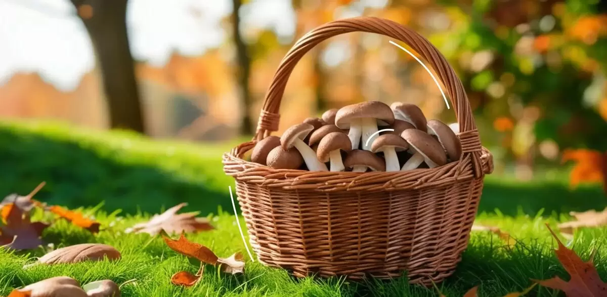 Октябрь в лесу: какие грибы можно найти осенью