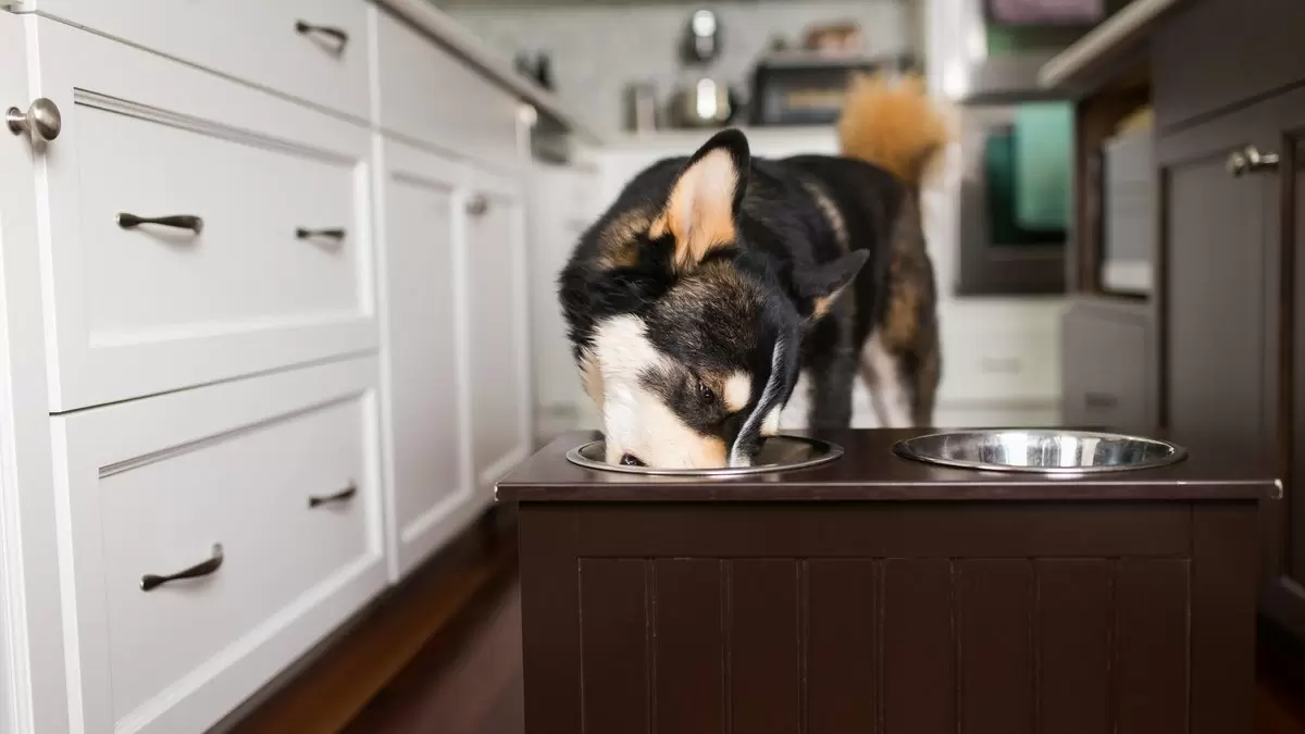 Почему авокадо становится опасным для собак: важные факты и безопасные альтернативы