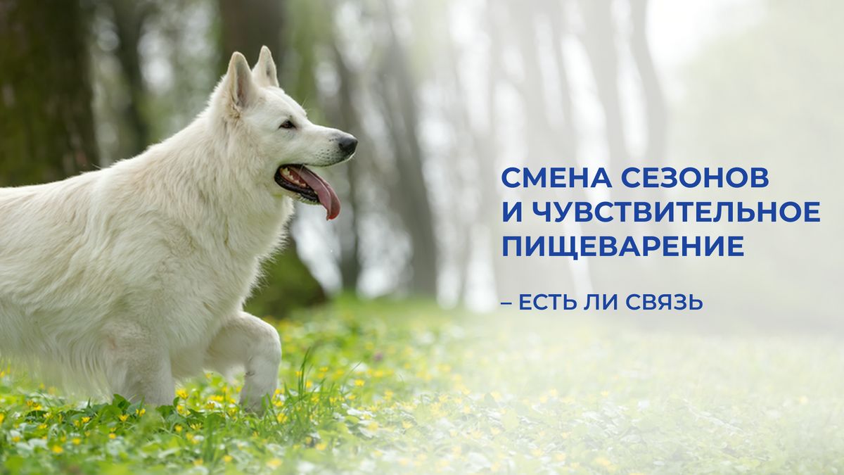 Сезонные перемены и пищеварение: как не допустить проблем у домашних любимцев?