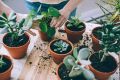 7 домашних растений, которые помогут очистить воздух в вашем доме