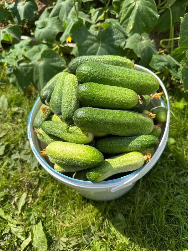 Уникальные маринованные огурцы с красной смородиной